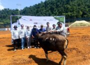 Jelang Idul Adha, PT GNI dan Tenant Kawasan Industri Salurkan Sapi Kurban