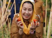 Program Palu Mapan Panen Tomat di Kawatuna, Pemkot Palu Bidik Pengendalian Inflasi